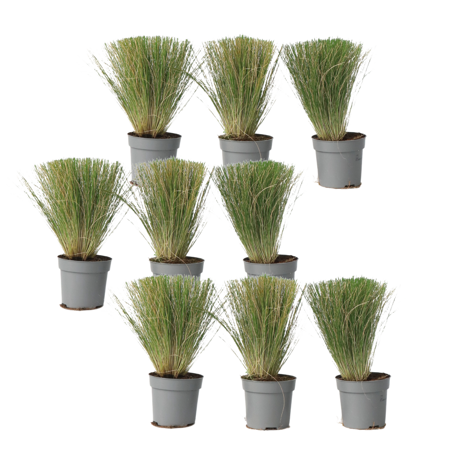 Mexican Feather Grass - Stipa Tenuifolia 'Pony Tails' - H20-30cm - ⌀9cm | Set-of-9 | Green