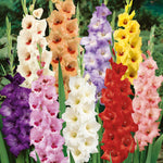 Bees & Butterfly Happy Collection 100 Mixed Bulbs & Bare Roots | 100 x Bare Root | Multi