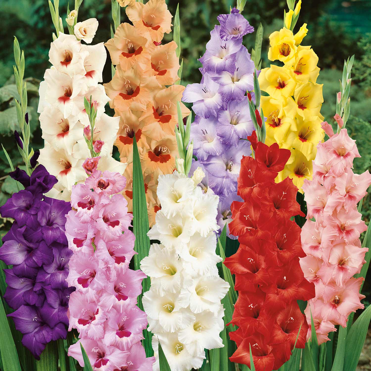Bees & Butterfly Happy Collection 100 Mixed Bulbs & Bare Roots | 100 x Bare Root | Multi