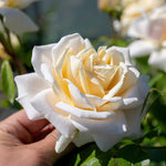 Rose 'champagne Moment' Floribunda – Rhs Agm, Rose Of The Year 2006 | 1 x Bare Root | White