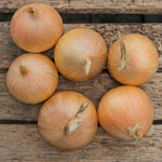 Onion 'element' – Hardy Japanese Variety, | 20 x Seedlings | Multi