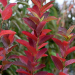 Amelanchier October Flame Tree 6ft Tall Supplied In A 12 Litre Pot