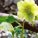 Exclusive Dainty Hellebore Collection - Set Of 3 Plants In 9cm Pots