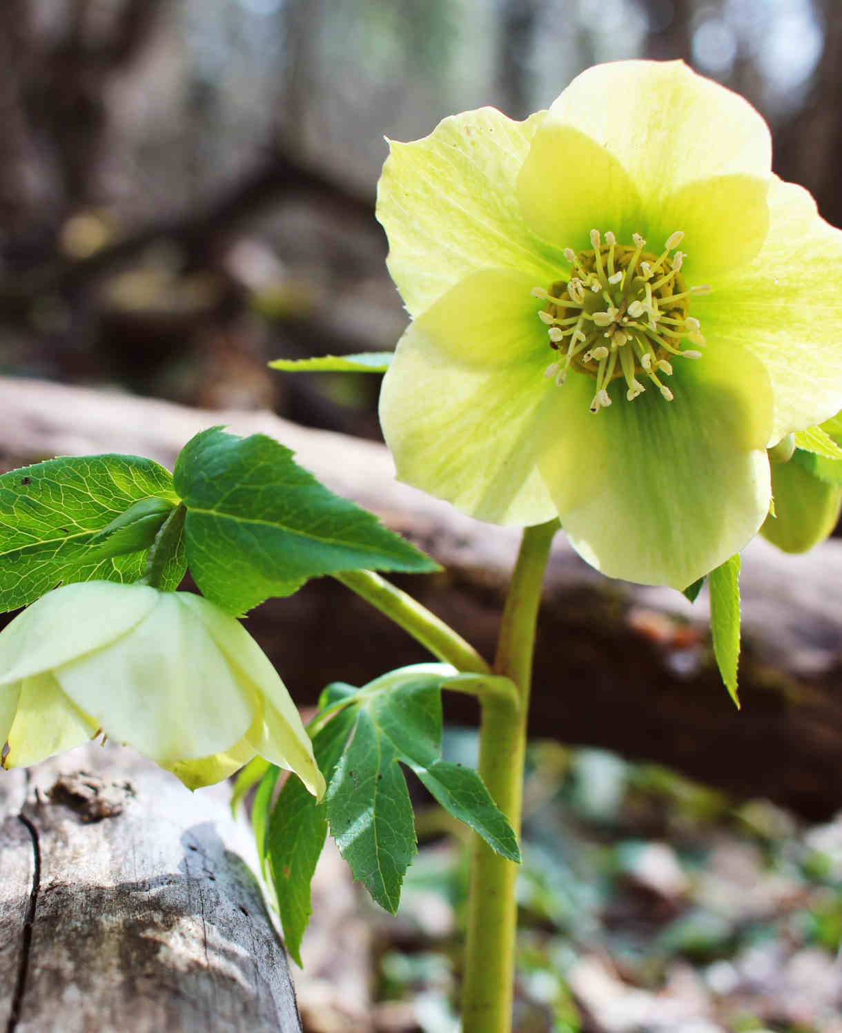 Exclusive Dainty Hellebore Collection - Set Of 3 Plants In 9cm Pots