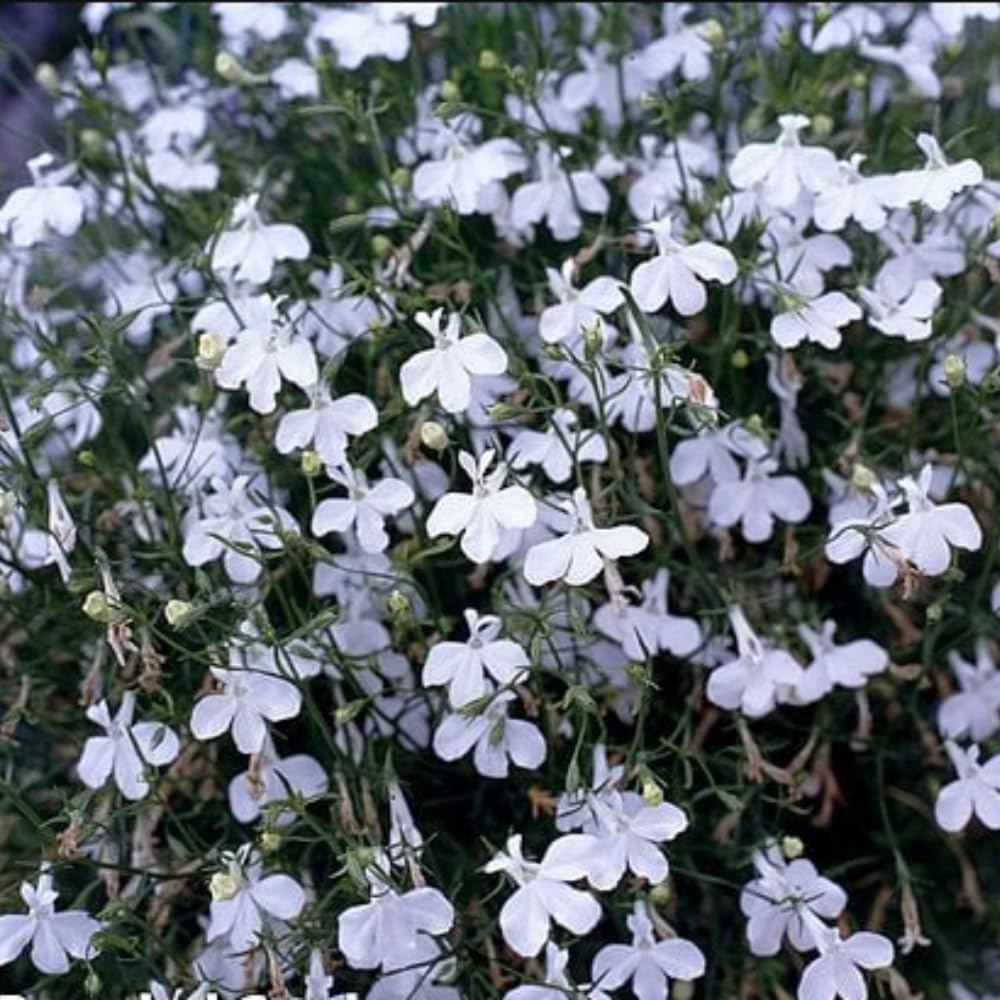 Cascading White Lobelia 'fountain White' Garden Ready Plants | 12 x Garden Ready Plants