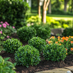 Japanese Holly - 12 Pcs. - Ilex Crenata 'jenny' - Height 10-20cm - ⌀9cm | Green