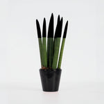 Snake Plant Velvet Touch - Sansevieria Cylindrica - Height 20-40cm - ⌀9cm | Black