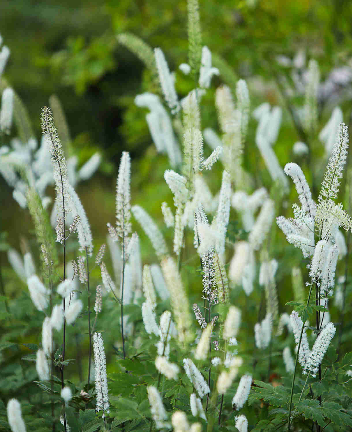 Actaea Matsumurae White Pearl - 9cm Pot | 1 x 9cm | Classic White