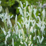 Actaea Matsumurae 'White Pearl' - 9cm Pot | 3 x 9cm | Classic White