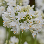 Amazing Agapanthus Collection - 9cm Pots | 3 x 9cm | Mixed