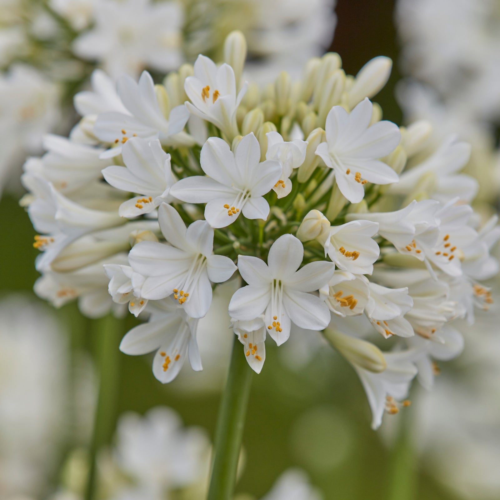 Amazing Agapanthus Collection - 9cm Pots | 3 x 9cm | Mixed