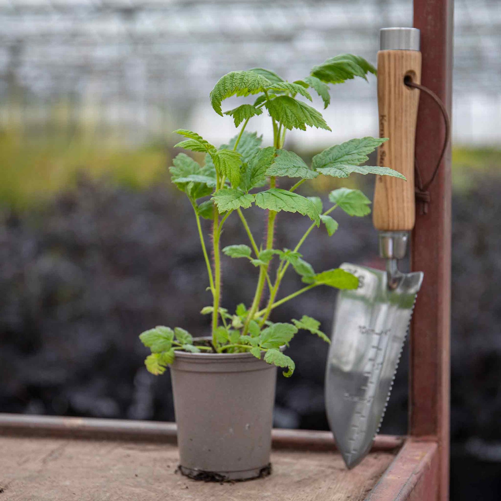 Raspberry 'summer Lovers Patio Gold' Compact Patio Raspberry With Yellow Fruit | 3 x 9cm