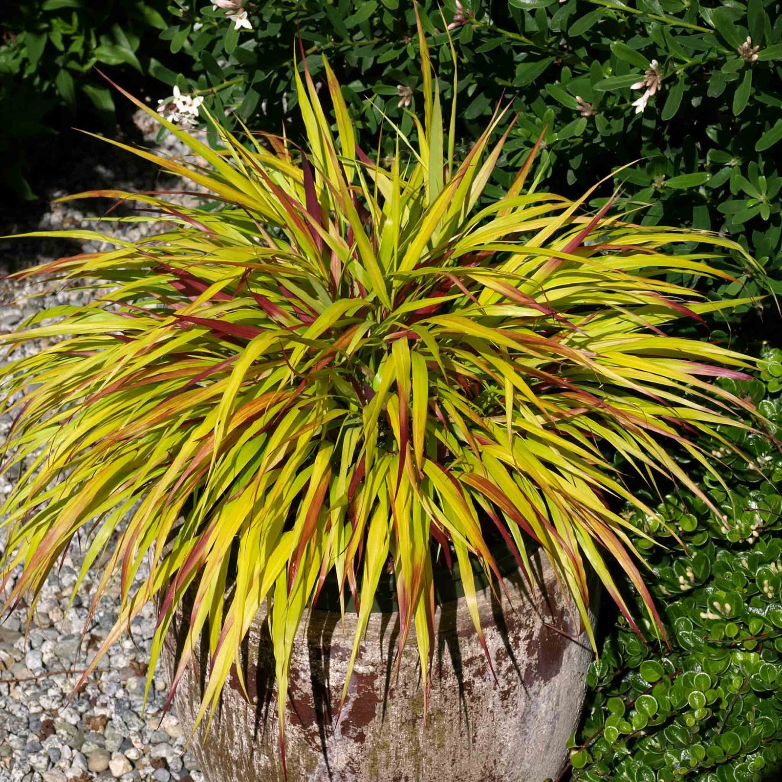 Hakonechloa 'sunflare' Plant, Chartreuse-yellow Foliage | 1 x 7cm | Chartreuse