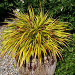 Hakonechloa 'sunflare' Plant, Chartreuse-yellow Foliage | 3 x 7cm Plants | Chartreuse