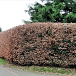 Green Beech Hedging Plants Pack Of 10 Trees Potted