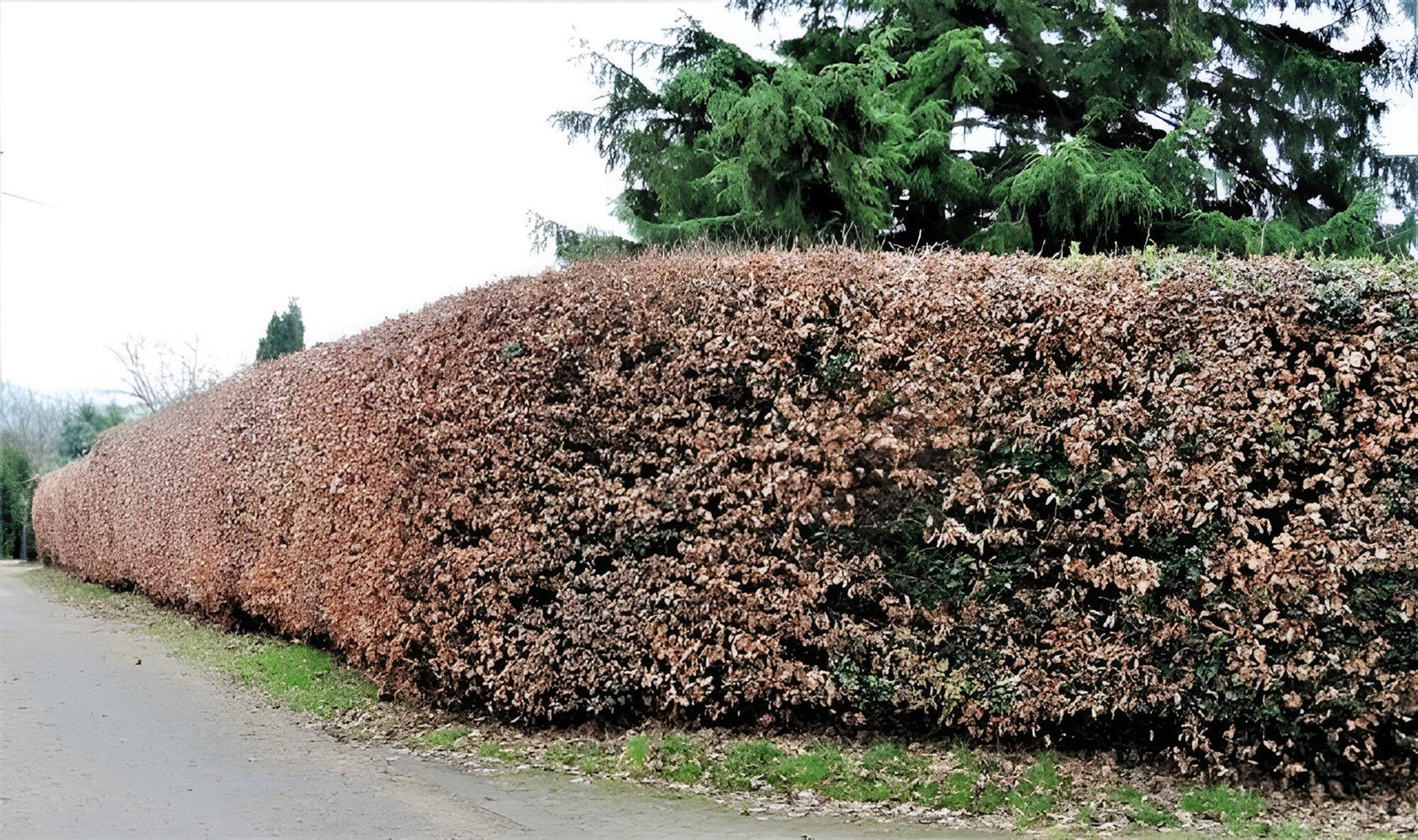 Green Beech Hedging Plants Pack Of 10 Trees Potted