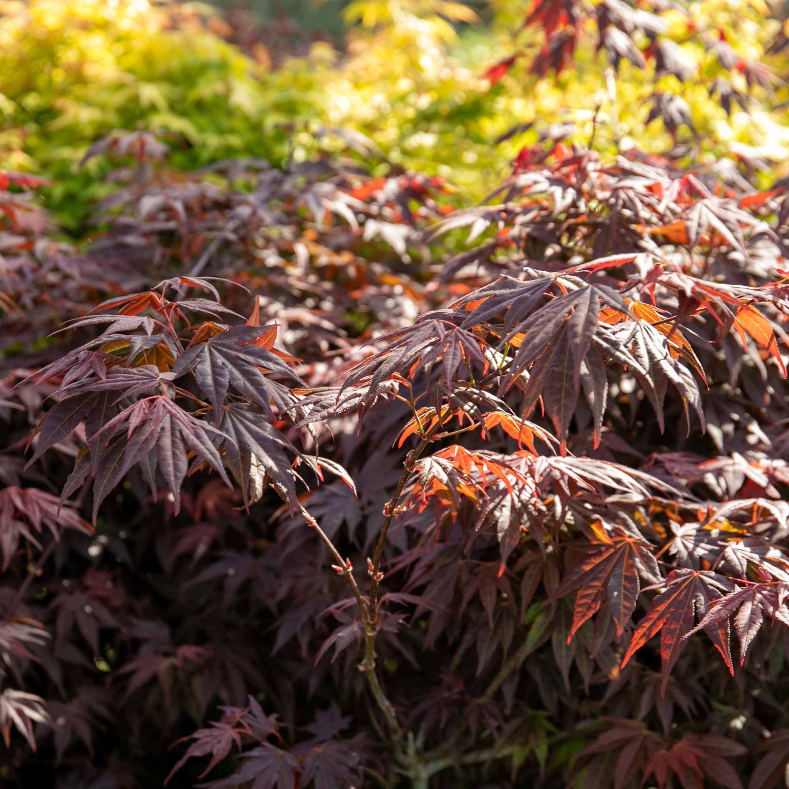 Acer Palmatum 'atropurpureum' - Purple-red Ornamental Tree | 1 x 3L | Burgundy