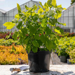 Hydrangea 'annabelle' White - Award-winning Large 30 Cm Blooms | 1 x 7.5L | White