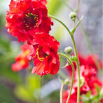 Classic Cottage Garden Border Collection - 2l Garden Ready Pots. | Set-of-6 | Multi