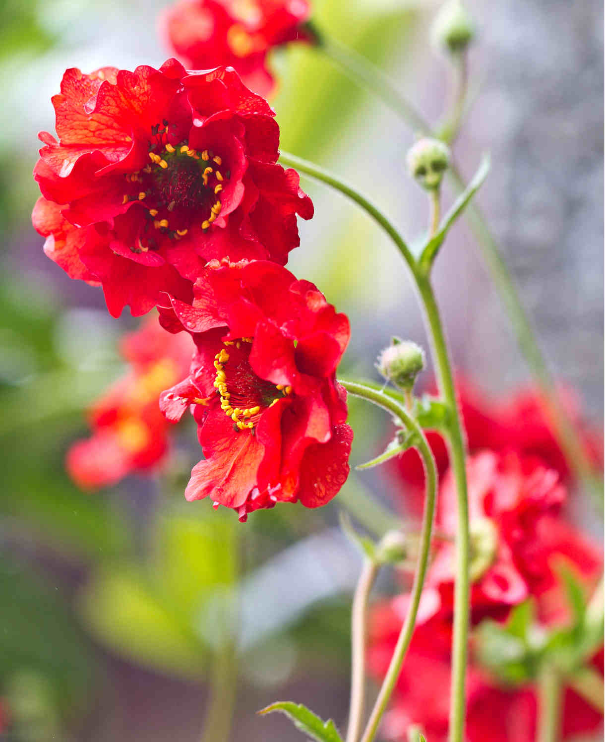 Classic Cottage Garden Border Collection - 2l Garden Ready Pots. | Set-of-6 | Multi
