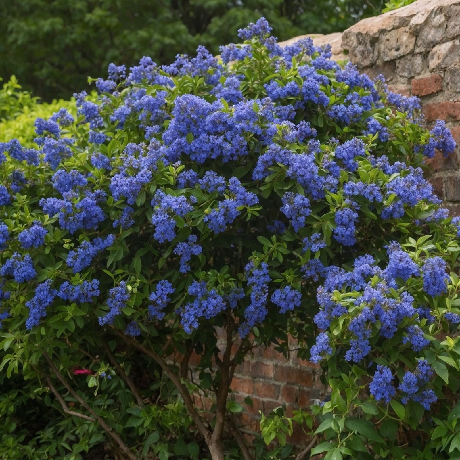 Californian Lilac - 2 Pcs. - Ceanothus Thyrsiflorus Repens - H60-70cm - ⌀17cm | Set of 2 | Blue