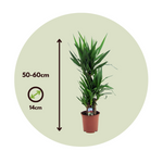 Common Yucca - 6 Pcs. - Yucca Elephantipes - Height 50-60cm - ⌀14cm | Set of 6 | Green