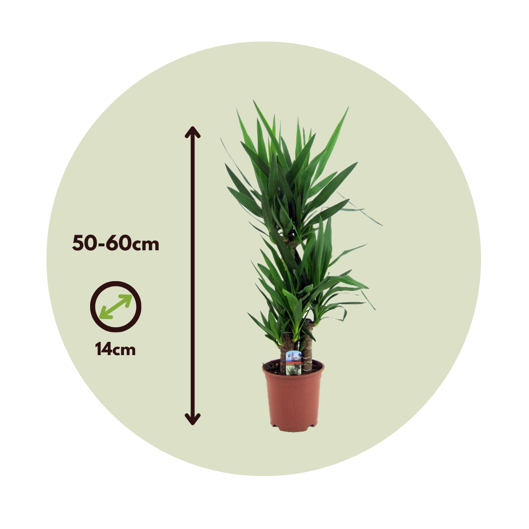 Common Yucca - 6 Pcs. - Yucca Elephantipes - Height 50-60cm - ⌀14cm | Set of 6 | Green