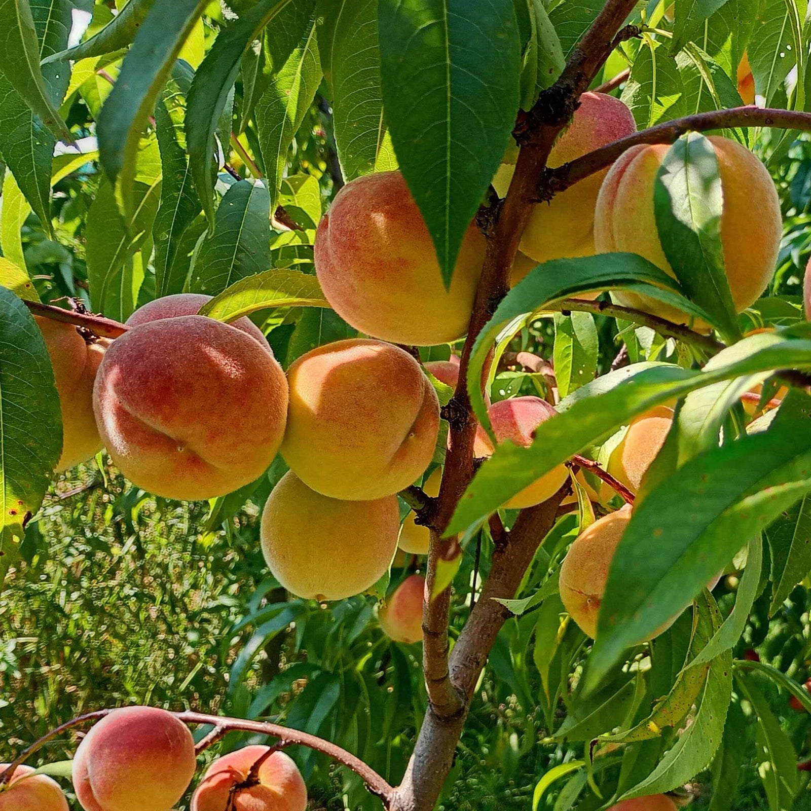 Peach 'sunset' - Patio Mini Stem Compact Peach | 1 x Tree