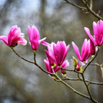 Magnolia Susan Pink Tree Plant 100cm Tall In A 3 Litre Pot