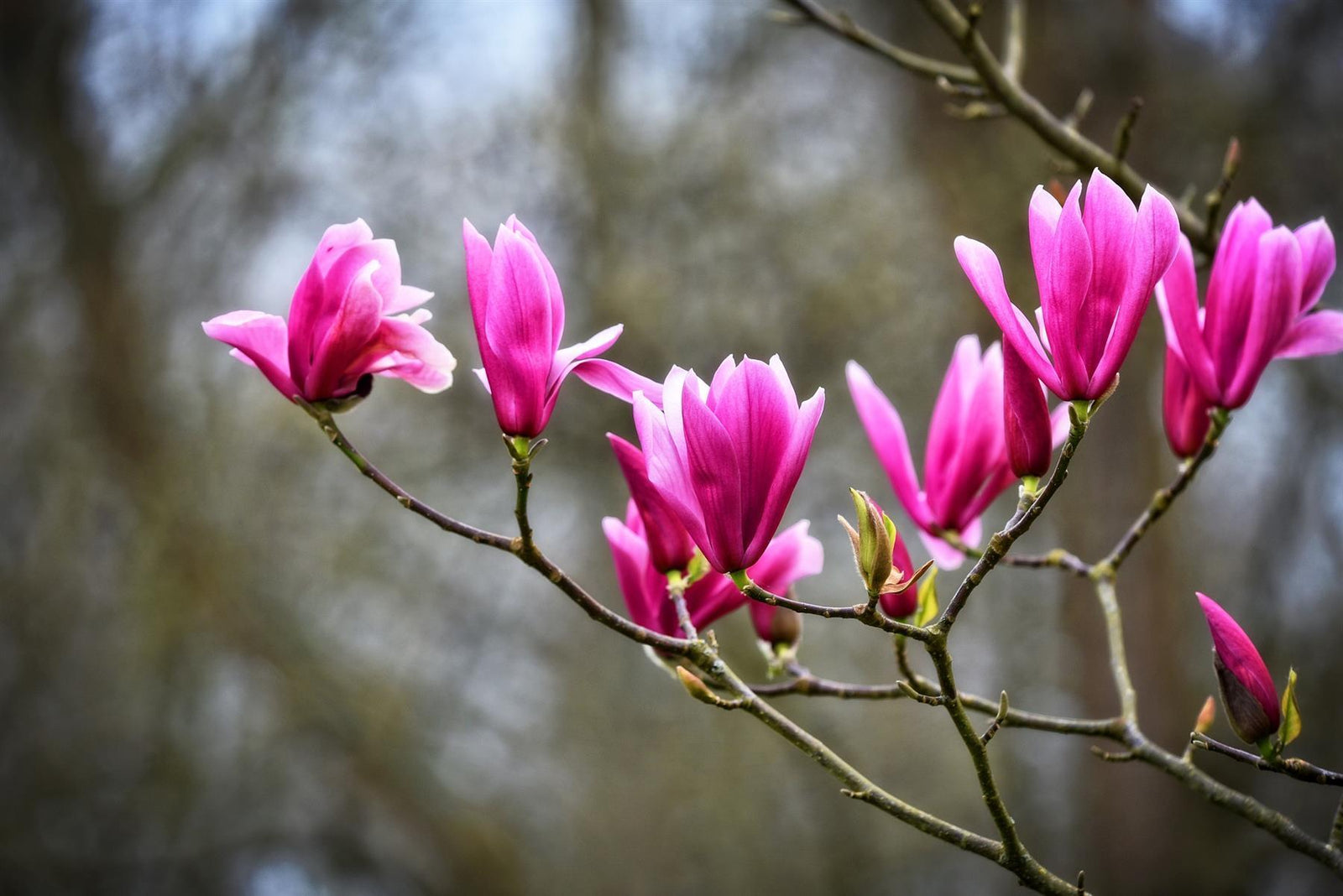 Magnolia Susan Pink Tree Plant 100cm Tall In A 3 Litre Pot