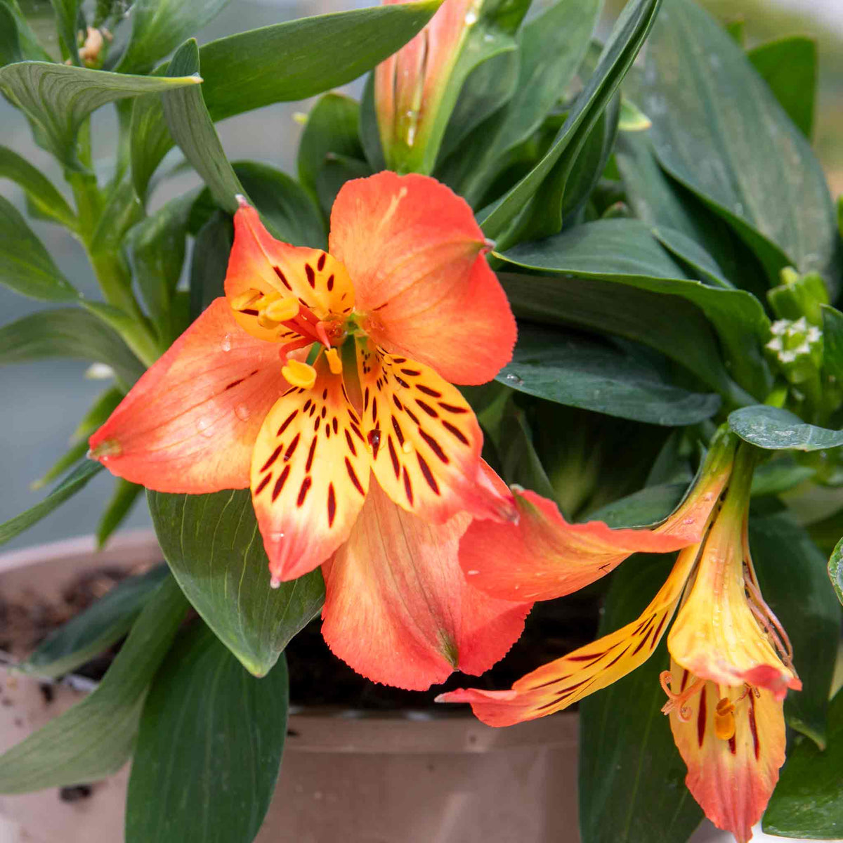 Alstroemeria 'inticancha Bryce' Peachy Orange Compact Perennial Jumbo Plug Plants | Set of 6