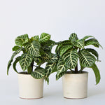 Zebra Plant - 4 Pcs. - Aphelandra Squarrosa 'botanica' - Height 25-45cm - ⌀13cm | Set of 4 | Green