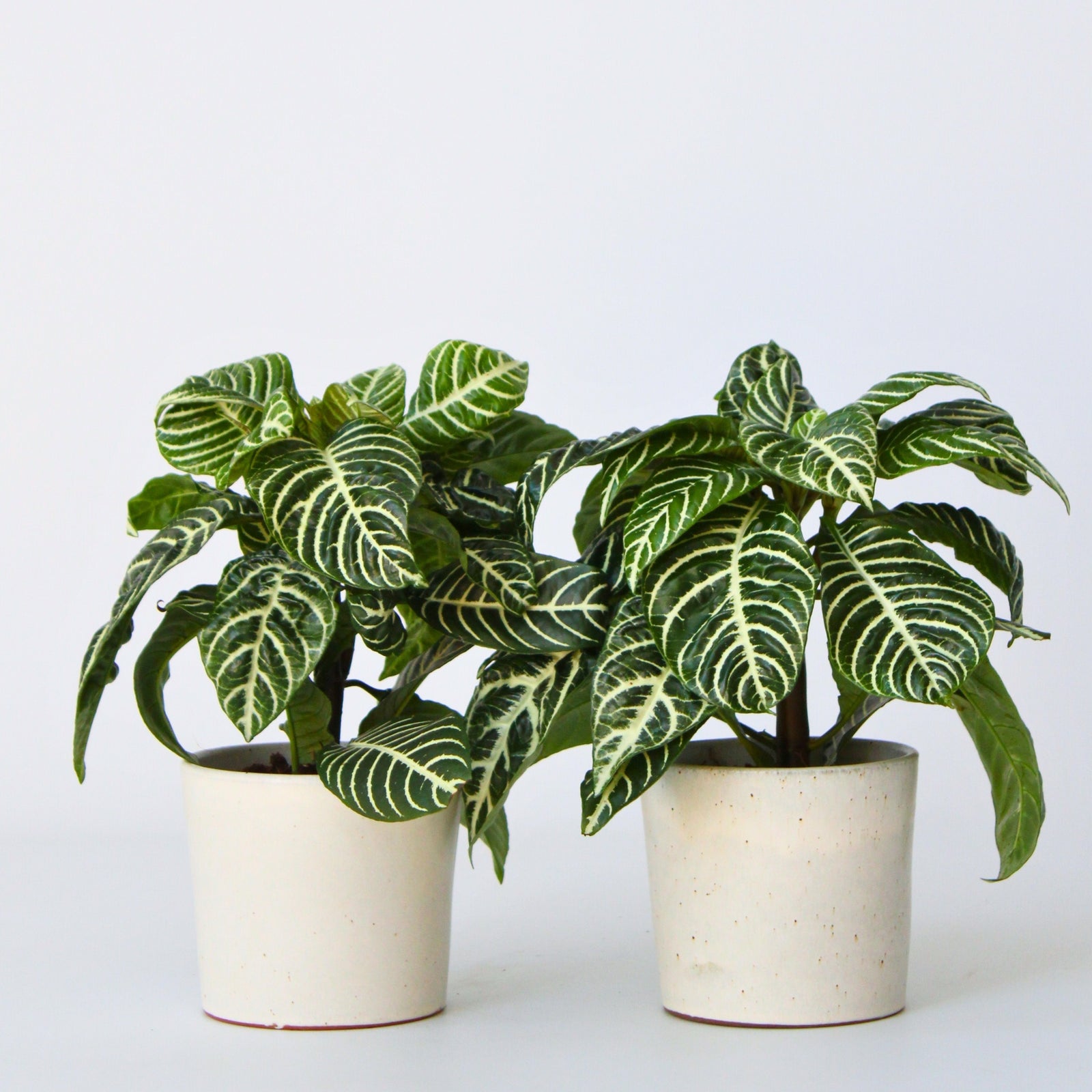 Zebra Plant - 2 Pcs. - Aphelandra Squarrosa 'botanica' - Height 25-45cm - ⌀13cm | Set of 2 | Green