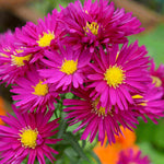 Hayloft Symphyotricum Novi-belgii Crimson Brocade - Aster 1 x 9cm Pot
