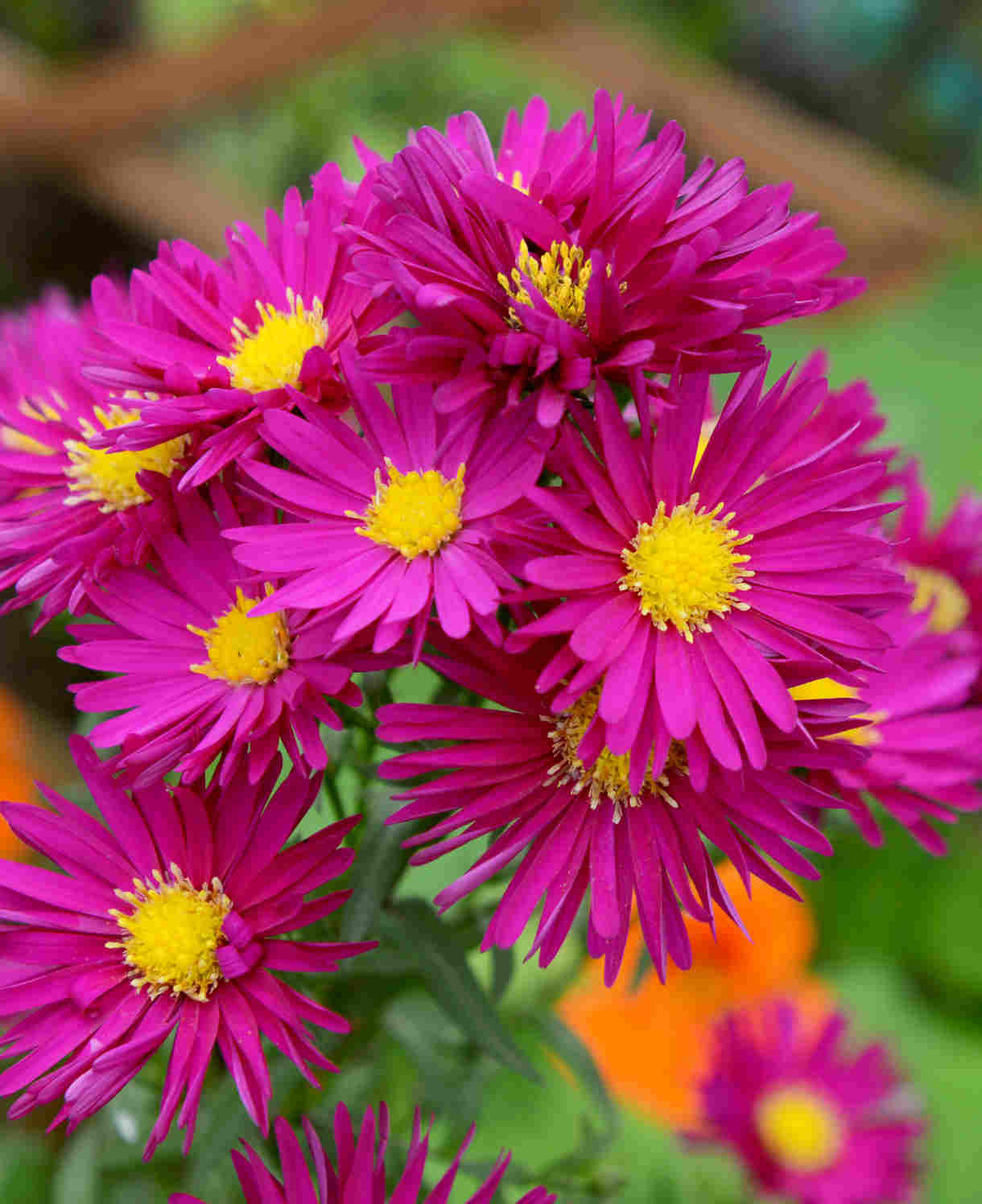 Hayloft Symphyotricum Novi-belgii Crimson Brocade - Aster 1 x 9cm Pot