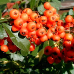 Pyracantha Orange Glow Shrub 5-6ft Extra Large Supplied In A 5 Litre Pot