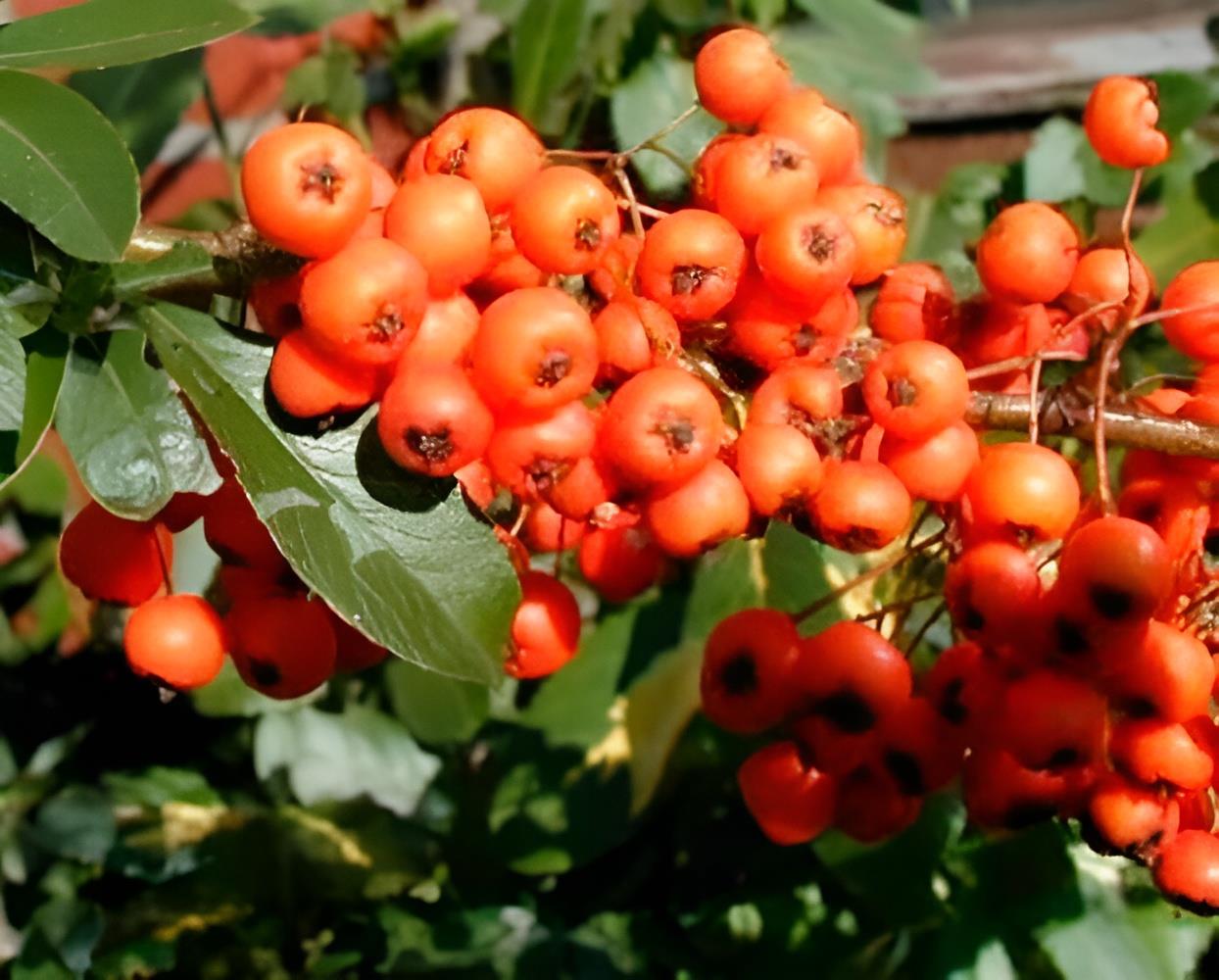 Pyracantha Orange Glow Shrub 5-6ft Extra Large Supplied In A 5 Litre Pot