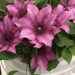 Clematis Elodi - 'window Box Clematis' Non Climbling Compact Variety -10.5cm | Set-of-1 | Pink