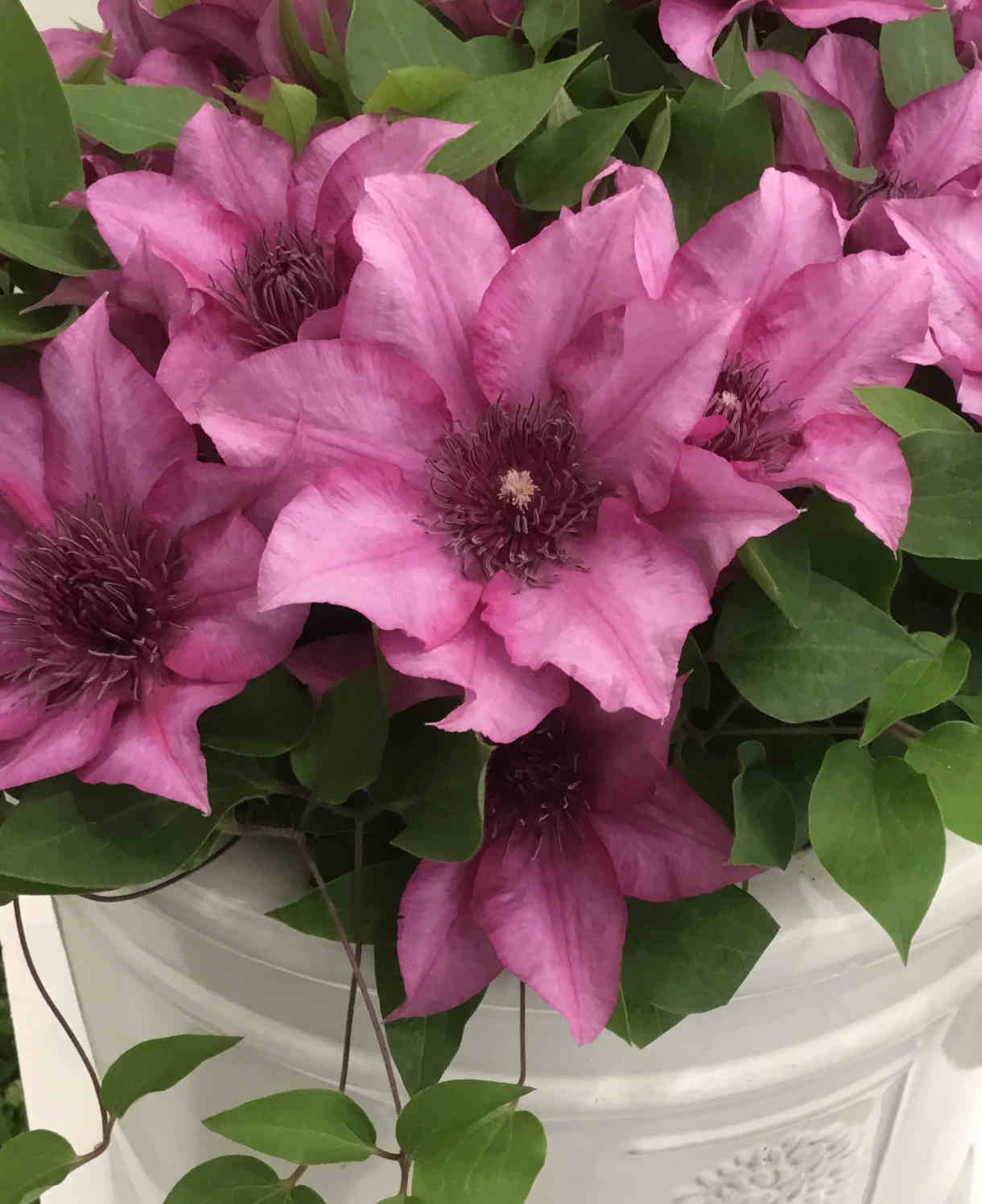 Clematis Elodi - 'window Box Clematis' Non Climbling Compact Variety -10.5cm | Set-of-1 | Pink