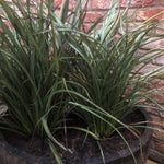 Phormium Surfer New Zealand Flax Evergreen Specimen Shrub Plant Large 30-40cm Tall Supplied In A 3 Litre Pot