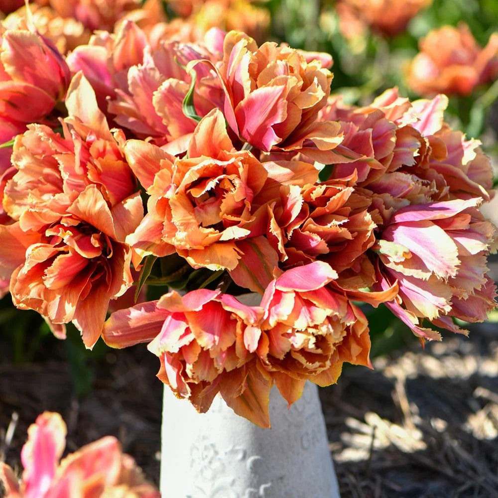 Thompson & Morgan Tulip Doubles Collection 30 Bulbs