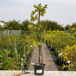 Blackberry 'loch Tay' - Thornless, Compact, High-yield 2 Litre Plants | Set of 1 | Multi