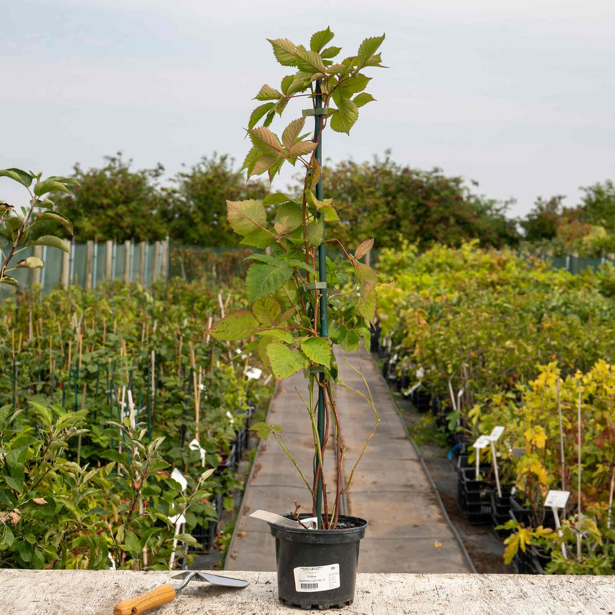 Blackberry 'loch Tay' - Thornless, Compact, High-yield 2 Litre Plants | Set of 1 | Multi