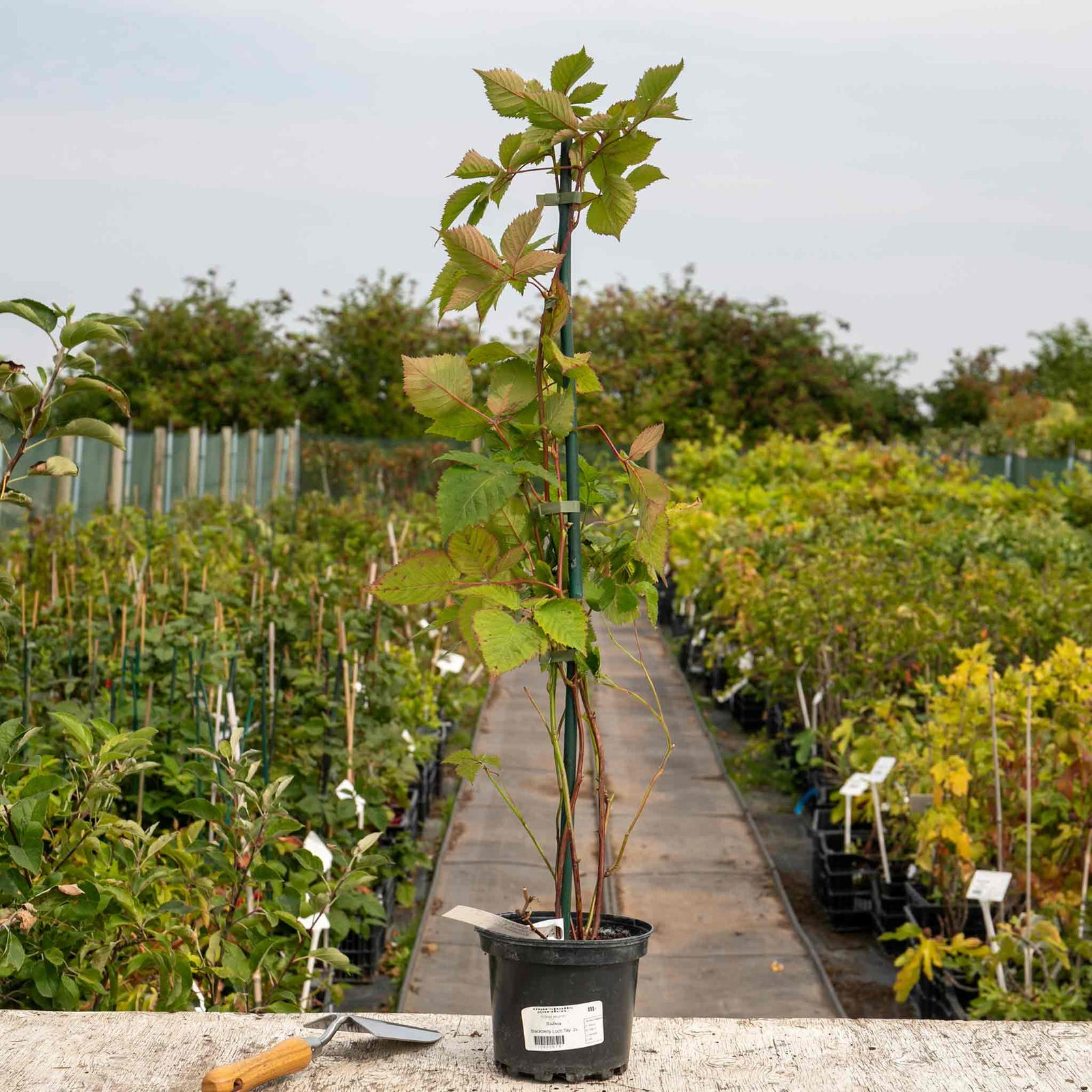 Blackberry 'loch Tay' - Thornless, Compact, High-yield 2 Litre Plants | Set-of-1 | Multi