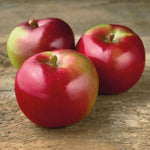 Apple 'mcintosh' - Columnar Patio Apple Tree | 1 x Tree
