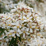 Choisya 'white Dazzler' Evergreen Shrub | 1 x 2L | Green & White
