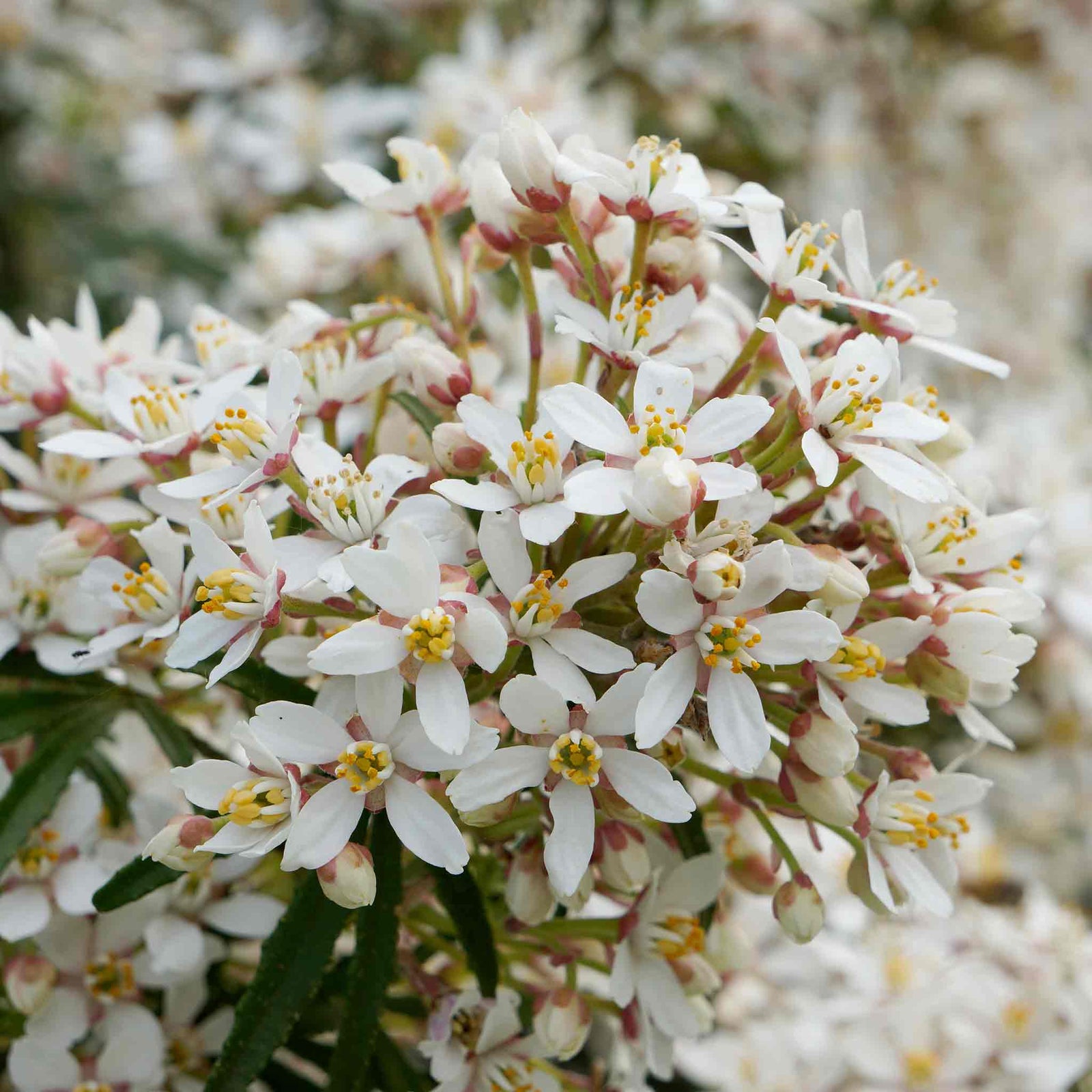 Choisya 'white Dazzler' Evergreen Shrub | 1 x 9cm | Green & White