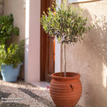 Standard Olive Tree 18cm Potted Plant | Set of 2