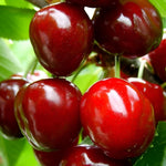 Cherry Sunburst Fruit Tree 6ft Tall Supplied In A 12 Litre Pot