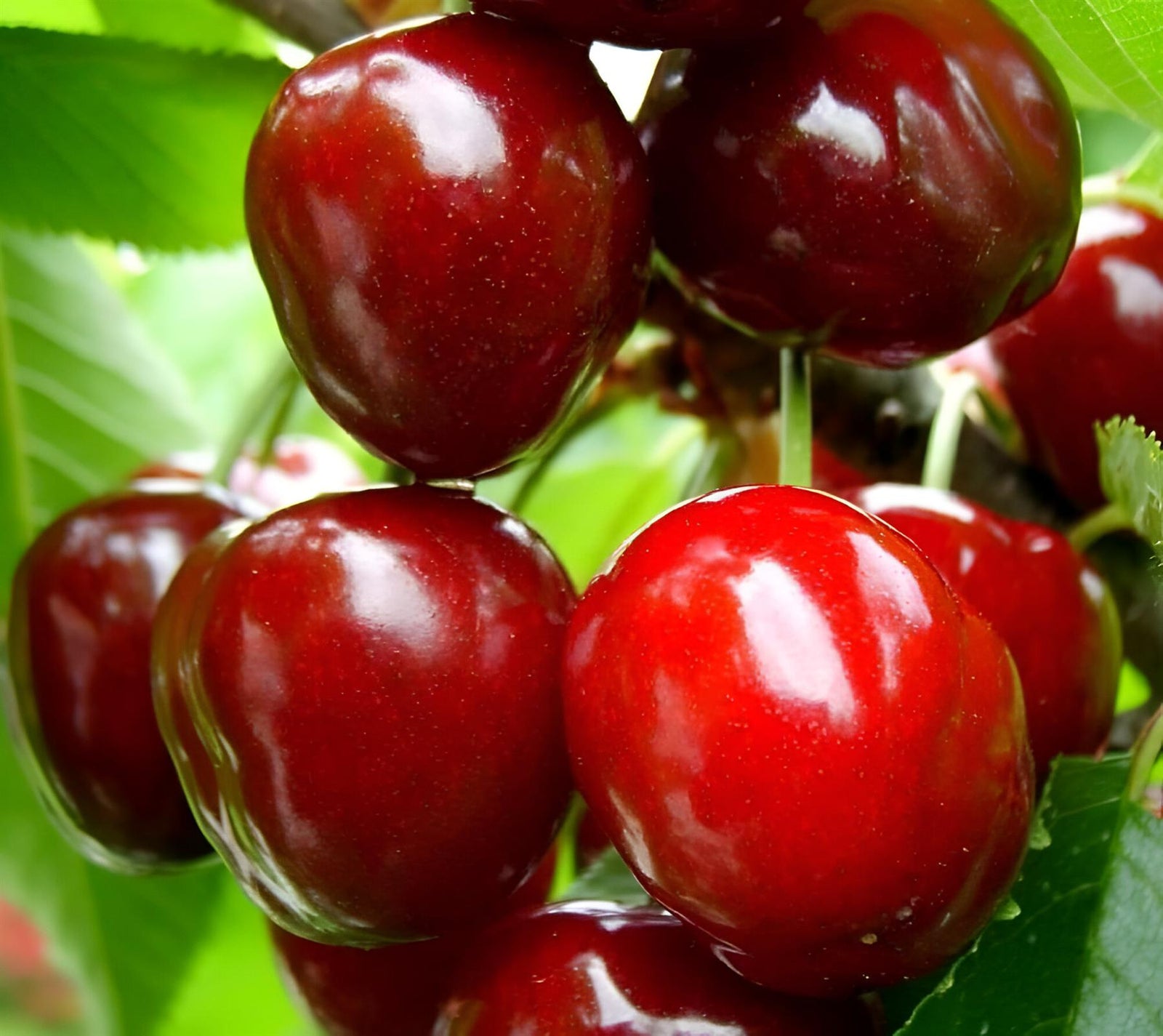 Cherry Sunburst Fruit Tree 6ft Tall Supplied In A 12 Litre Pot
